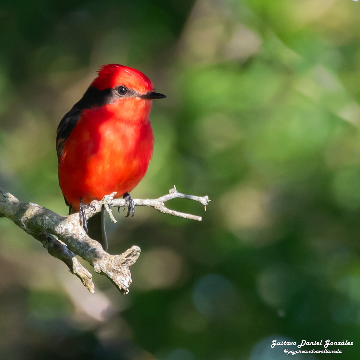 Vermilion Flycatcher - ML645593629