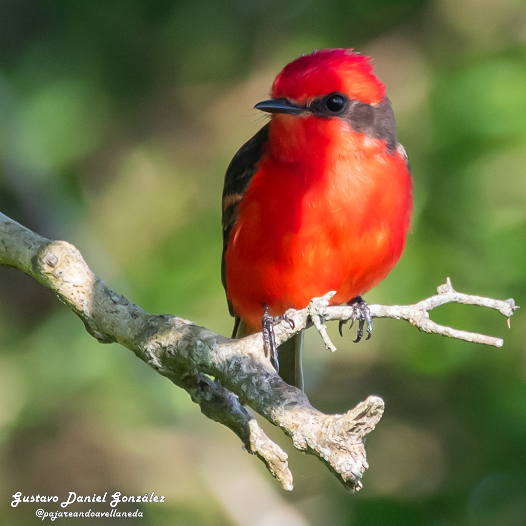Vermilion Flycatcher - ML645593630