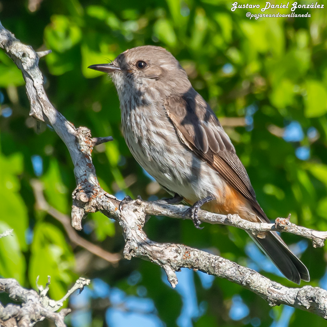 Vermilion Flycatcher - ML645593631