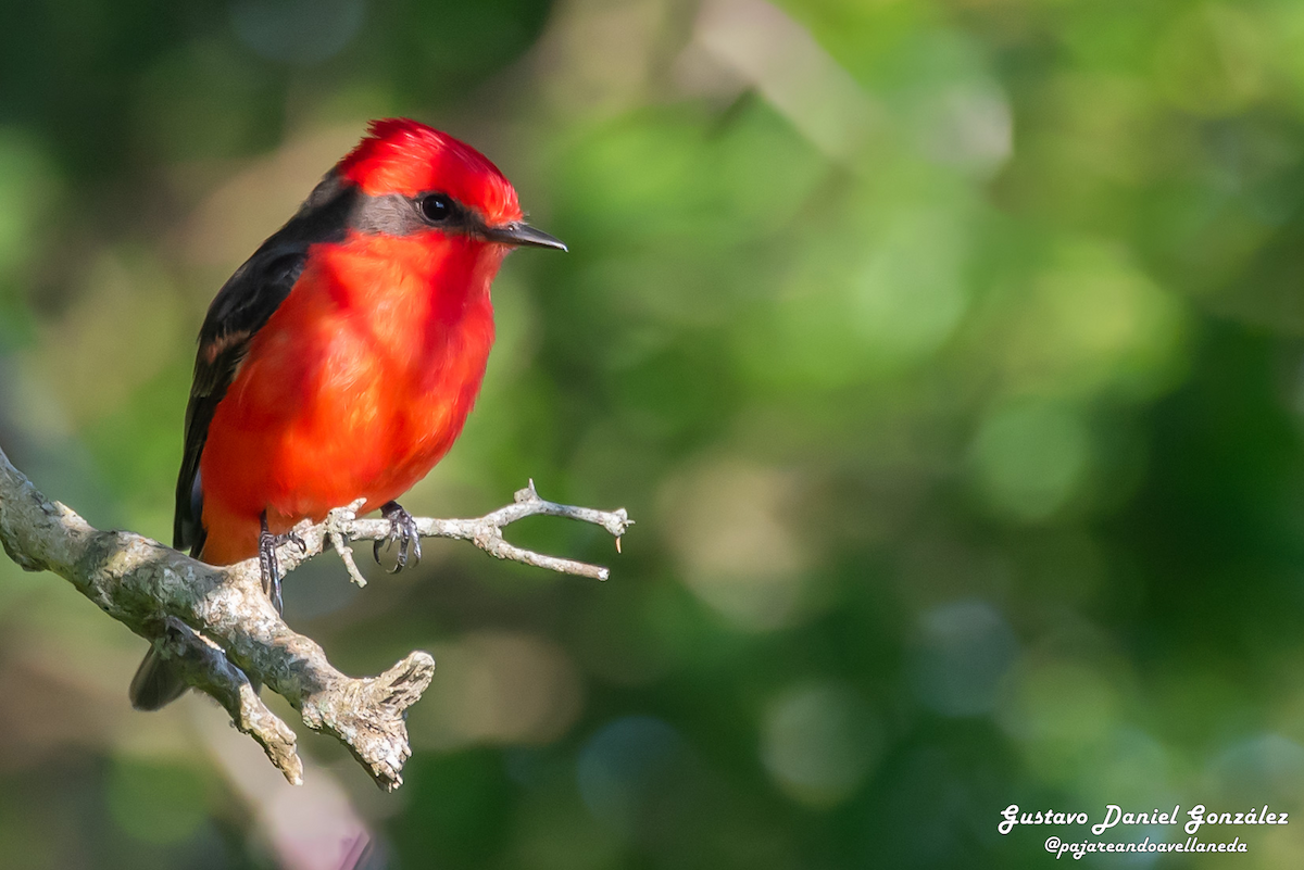 Vermilion Flycatcher - ML645593632