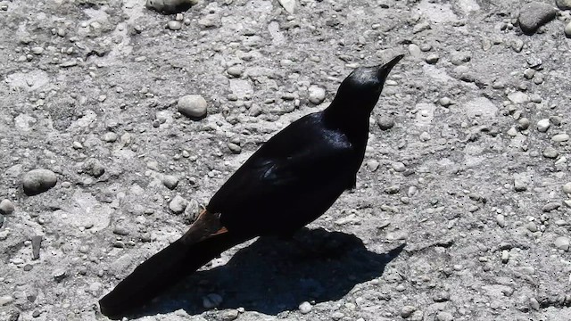 Red-winged Starling - ML645593646