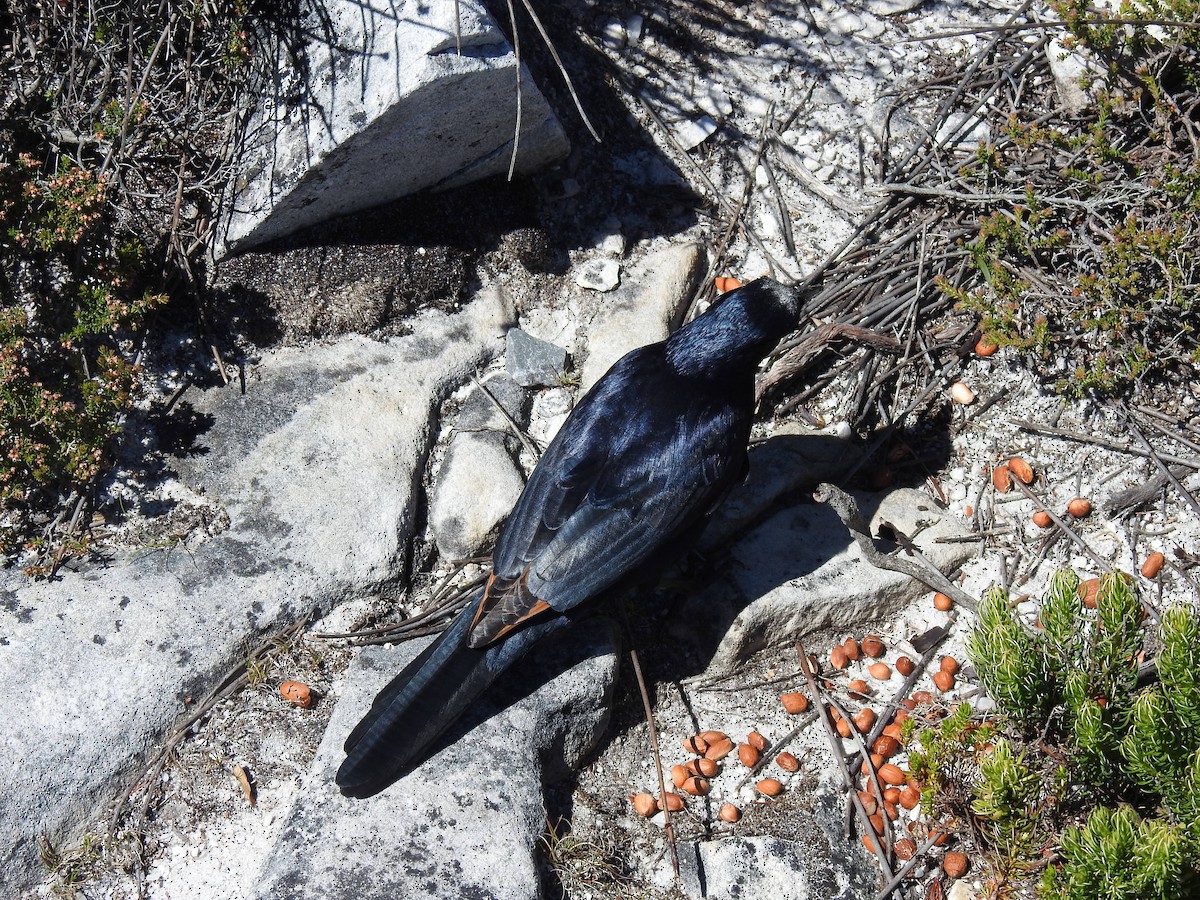 Rotschwingenstar - ML645593647