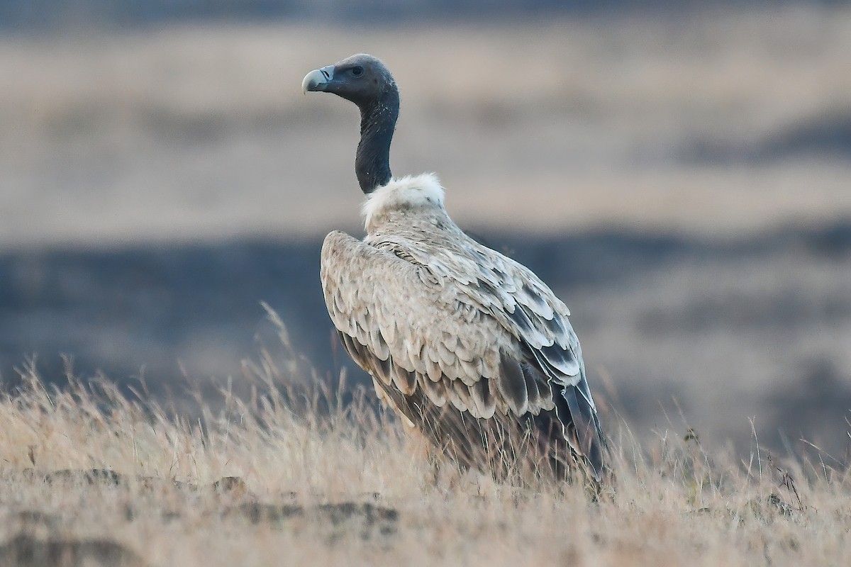 sup indický - ML645593654