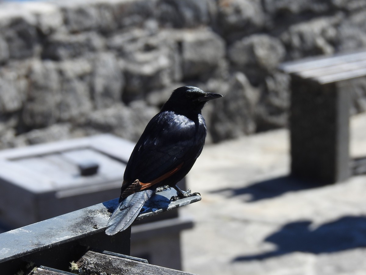 Rotschwingenstar - ML645593658