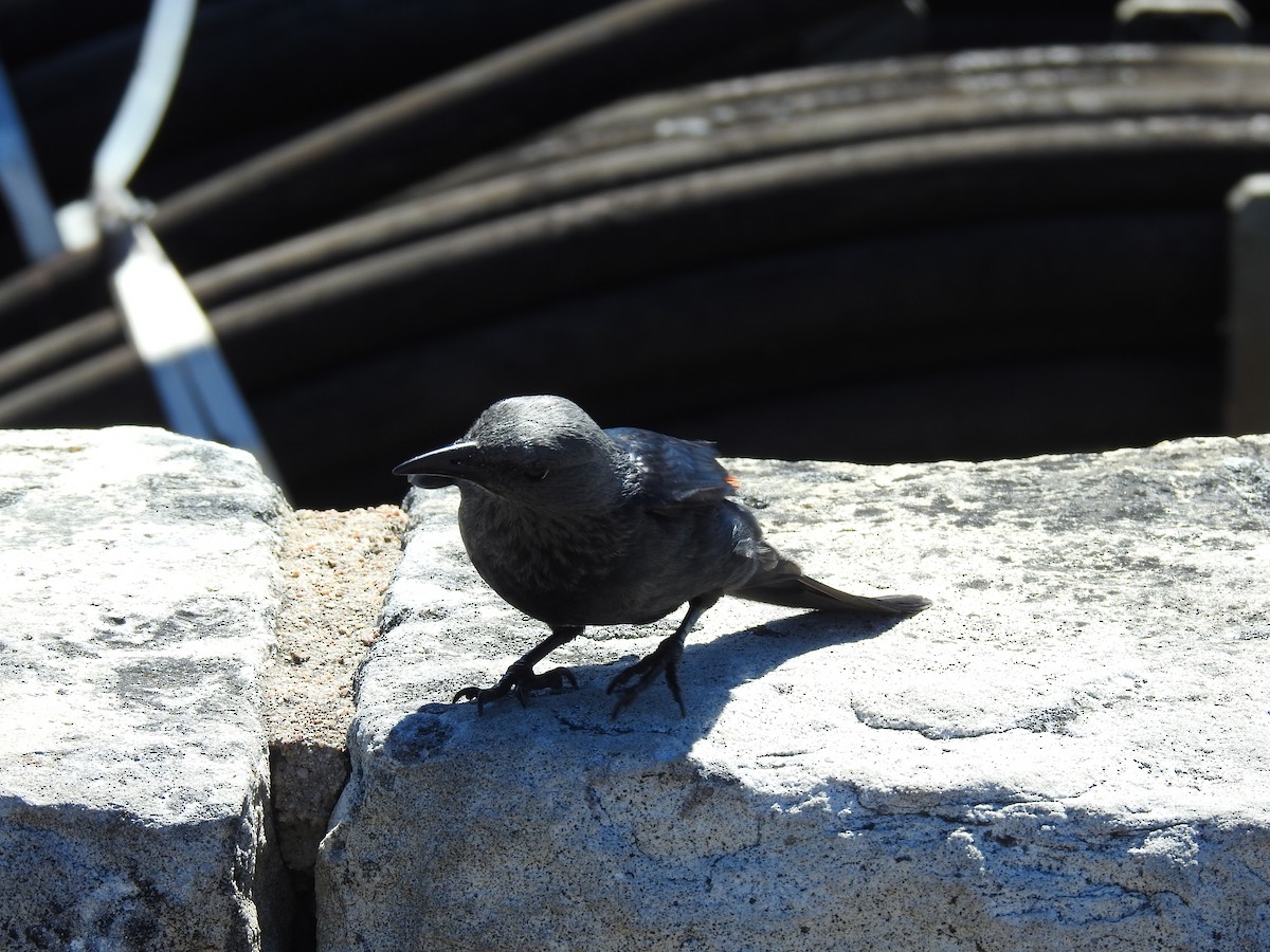 Rotschwingenstar - ML645593661