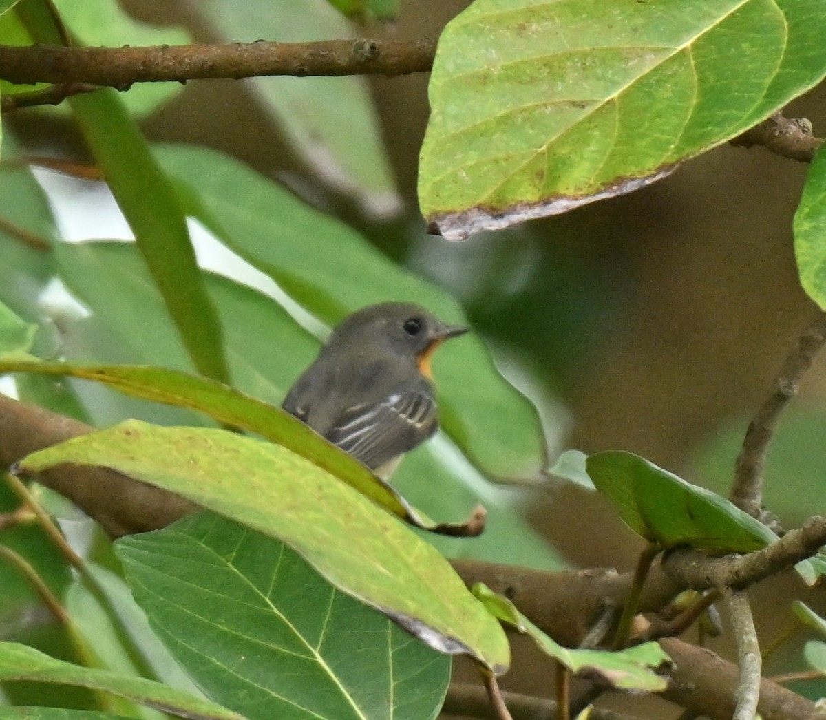 Mugimaki Flycatcher - ML645593662