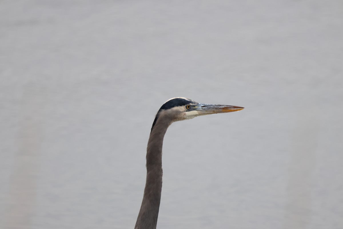 Great Blue Heron - ML645593667