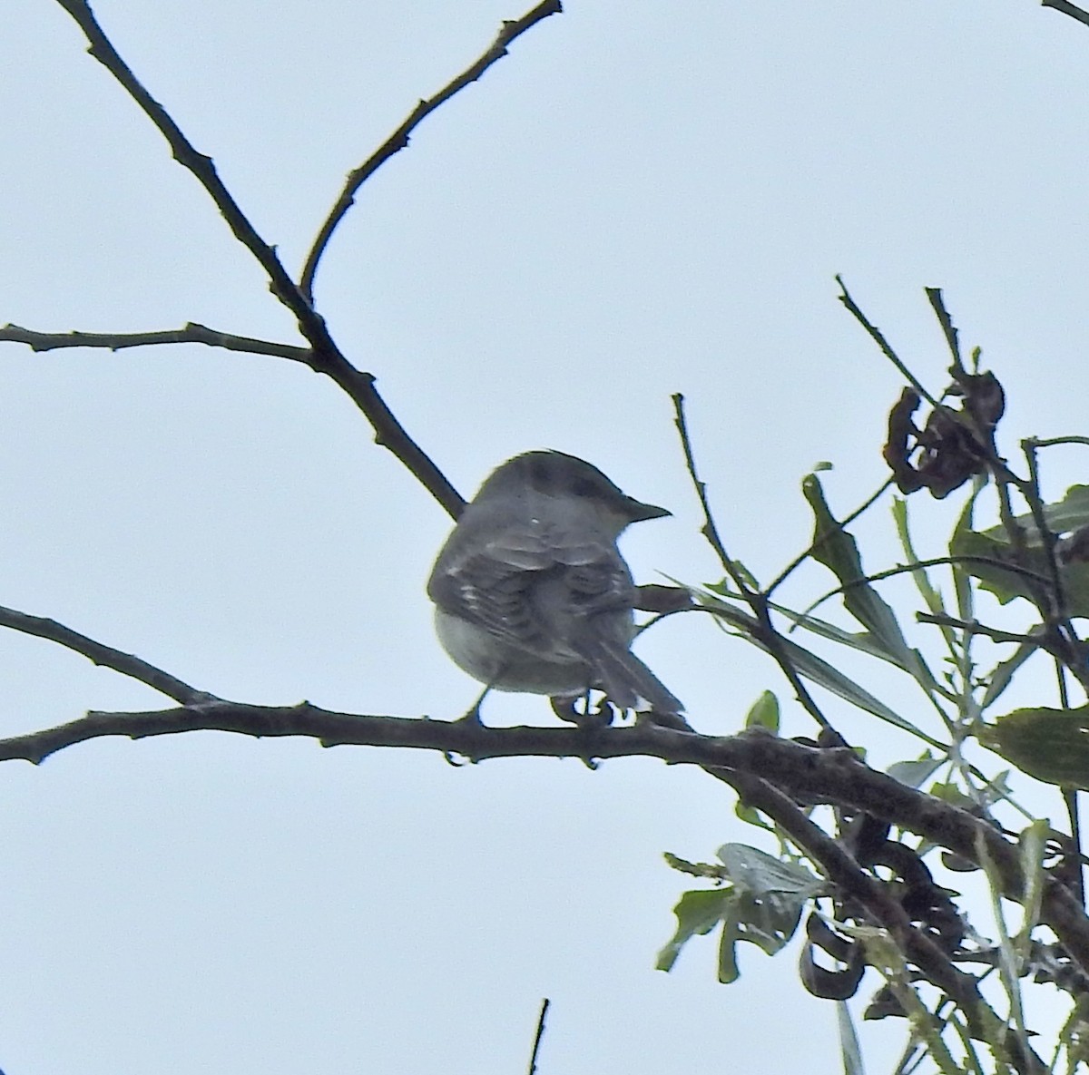 Ashy Minivet - ML645593672