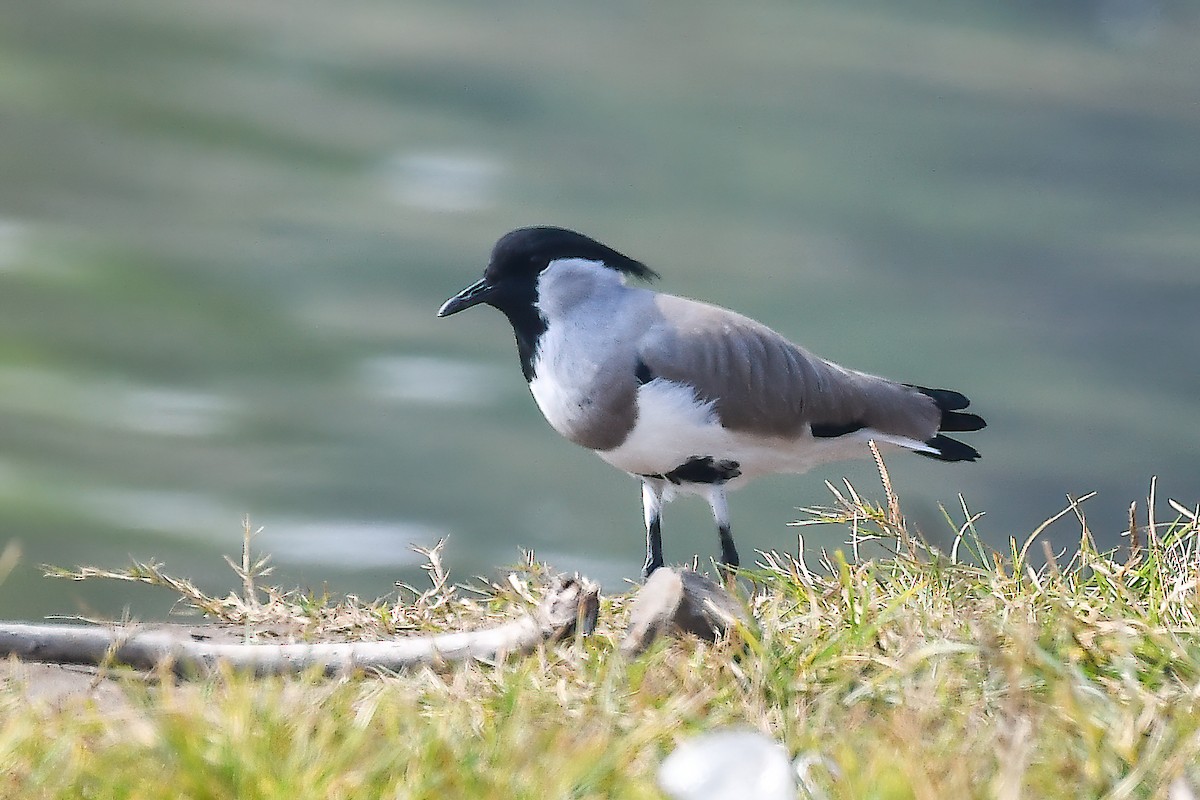 čejka říční - ML645593673