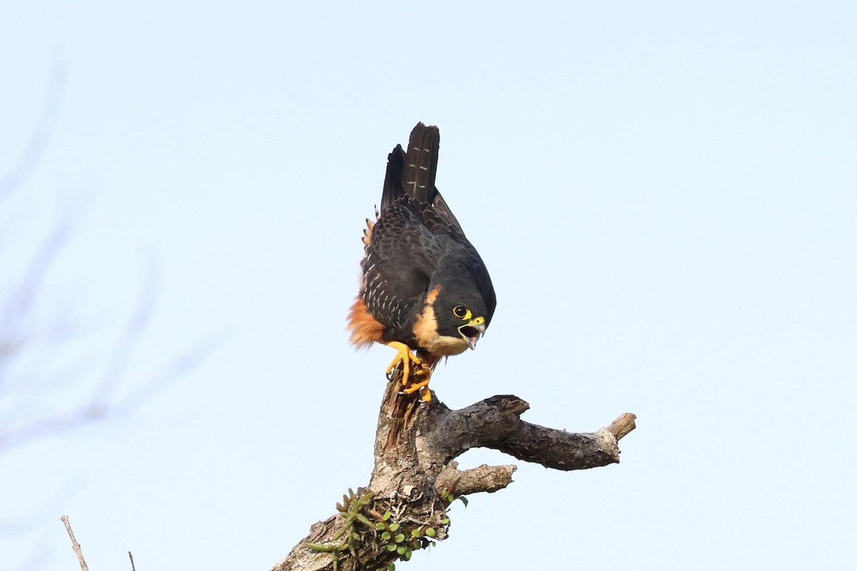 Bat Falcon - ML645593697