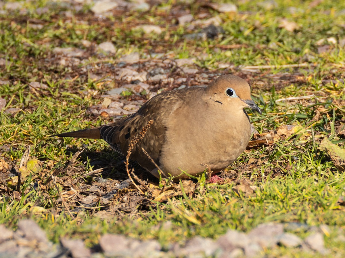 Mourning Dove - ML645593699