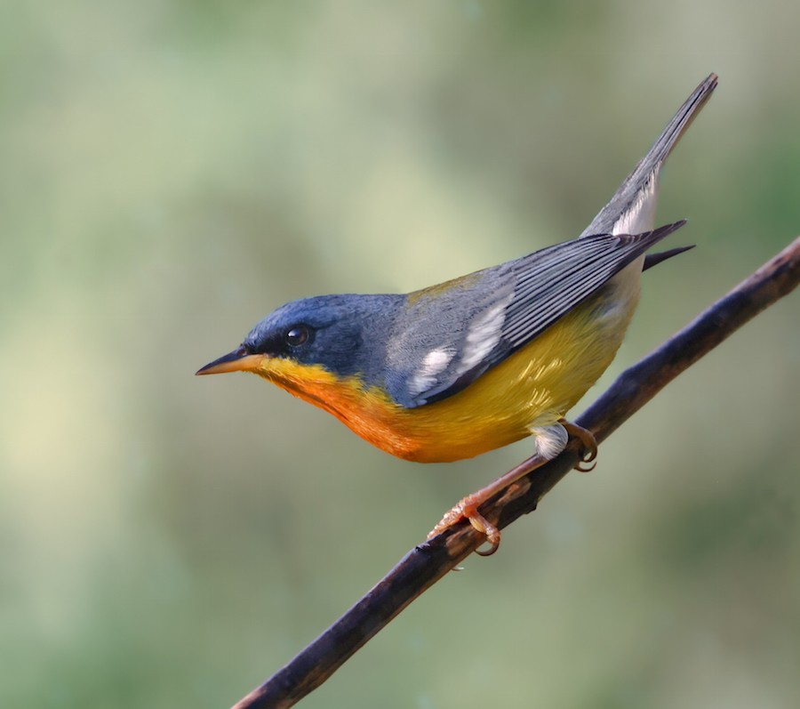 Tropical Parula - ML645593700