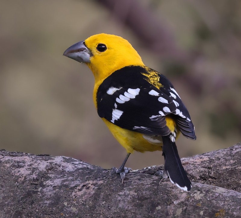 Golden Grosbeak - ML645593716