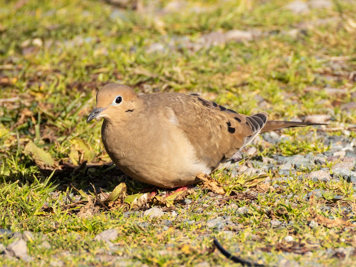 Mourning Dove - ML645593717