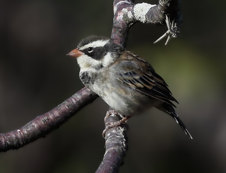 Collared Warbling Finch - ML645593721