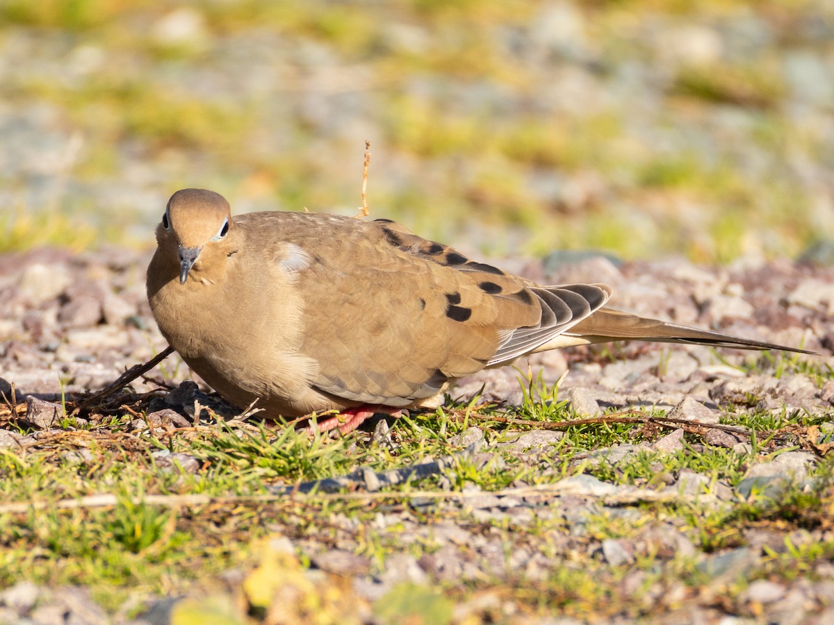 Mourning Dove - ML645593722