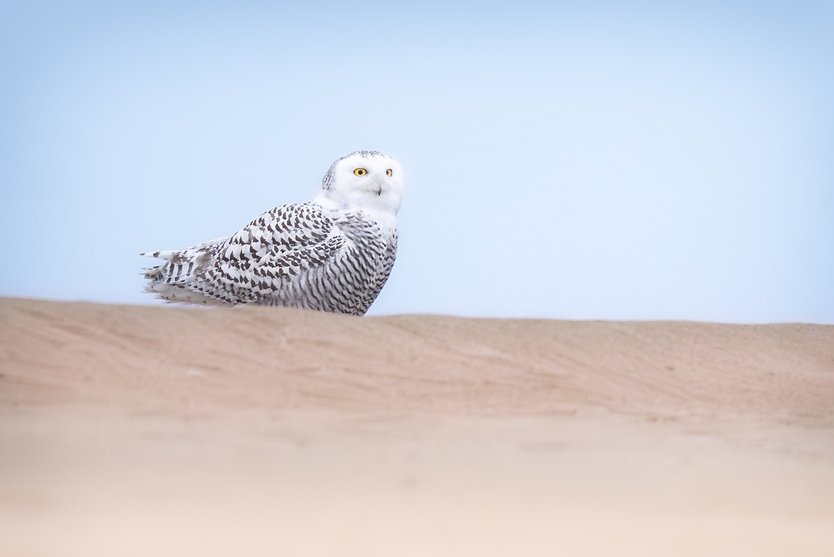 Snowy Owl - ML645593724