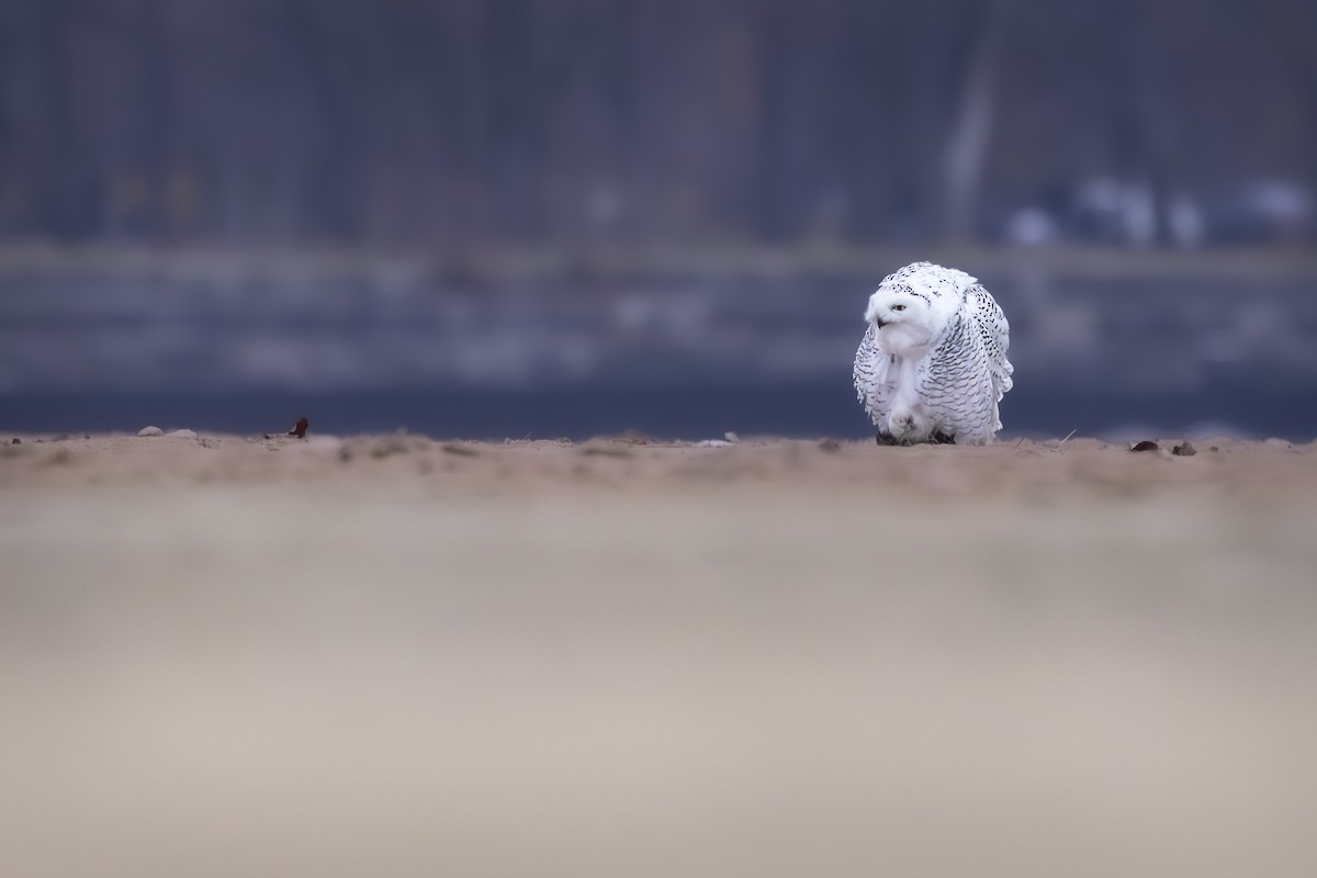 Snowy Owl - ML645593725
