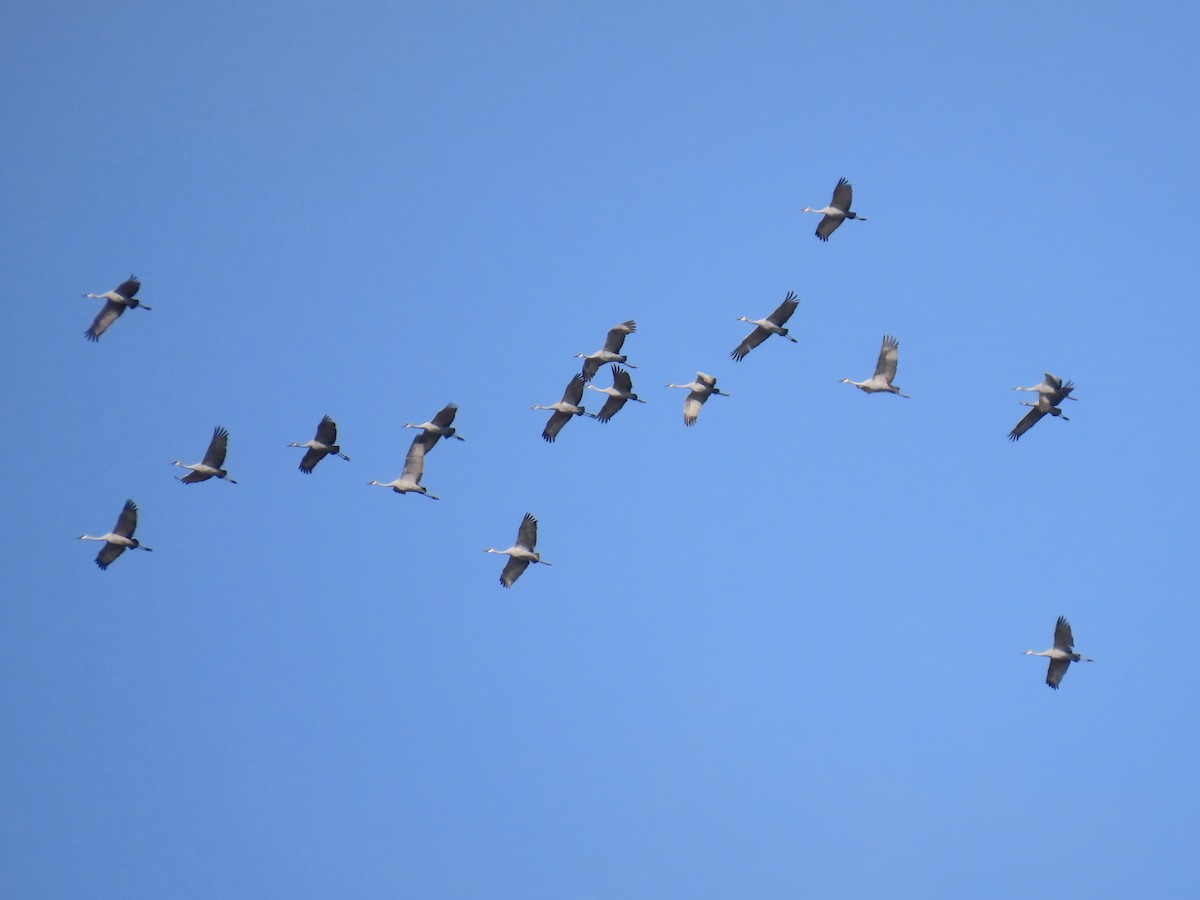 Kanadakranich - ML645593734