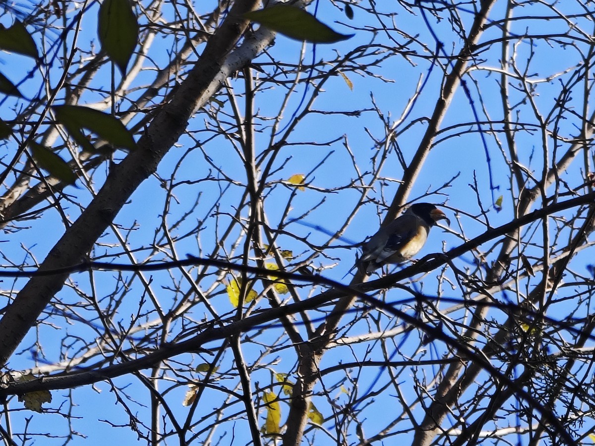 Weißhand-Kernbeißer - ML645593735