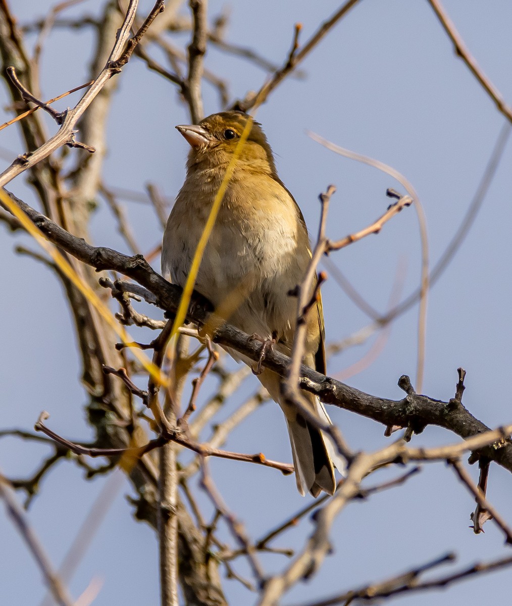 Buchfink - ML645593737