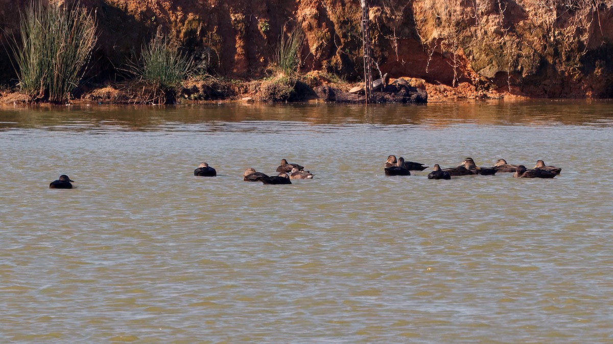 American Black Duck - ML645593739