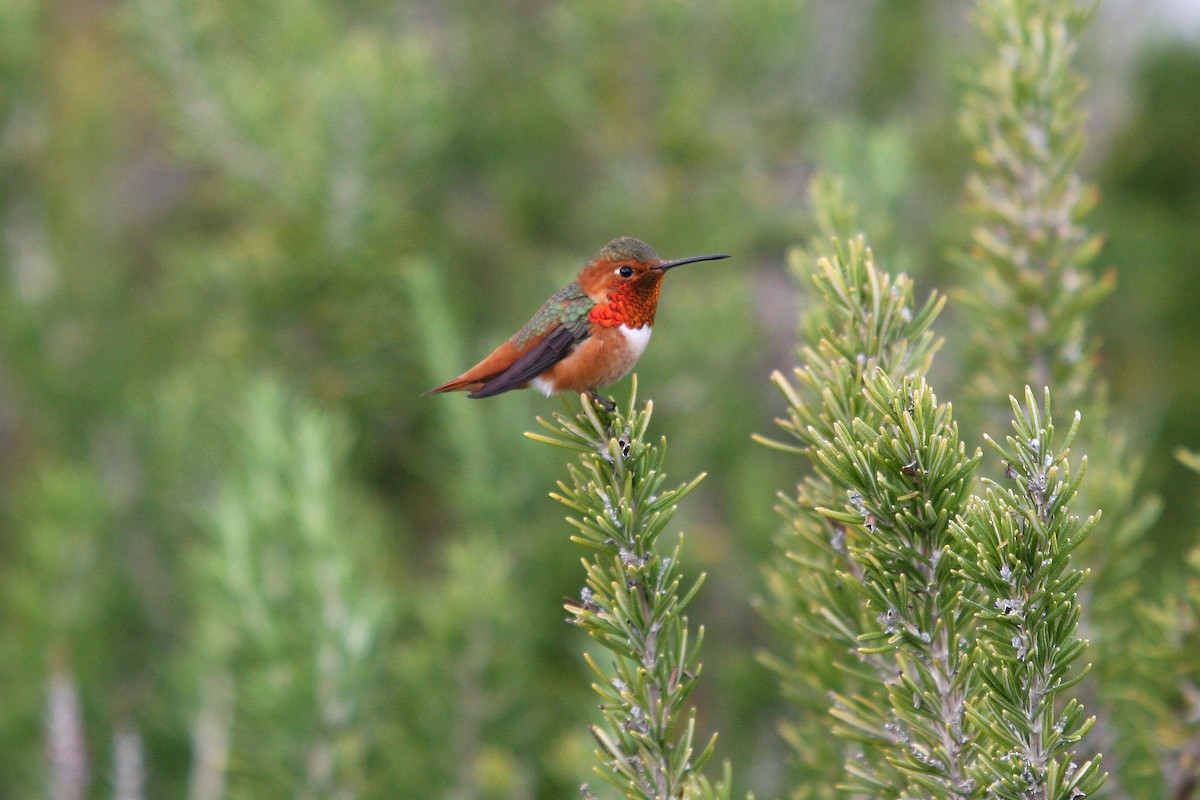 Grünrücken-Zimtelfe - ML645593747