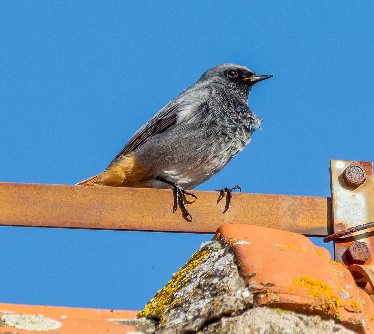 Hausrotschwanz - ML645593752