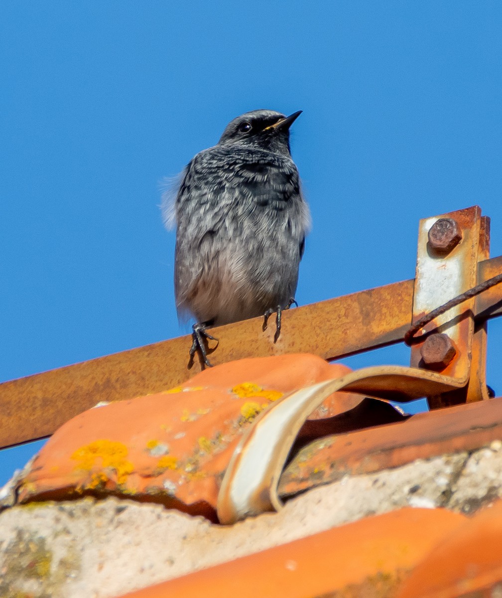 Hausrotschwanz - ML645593753