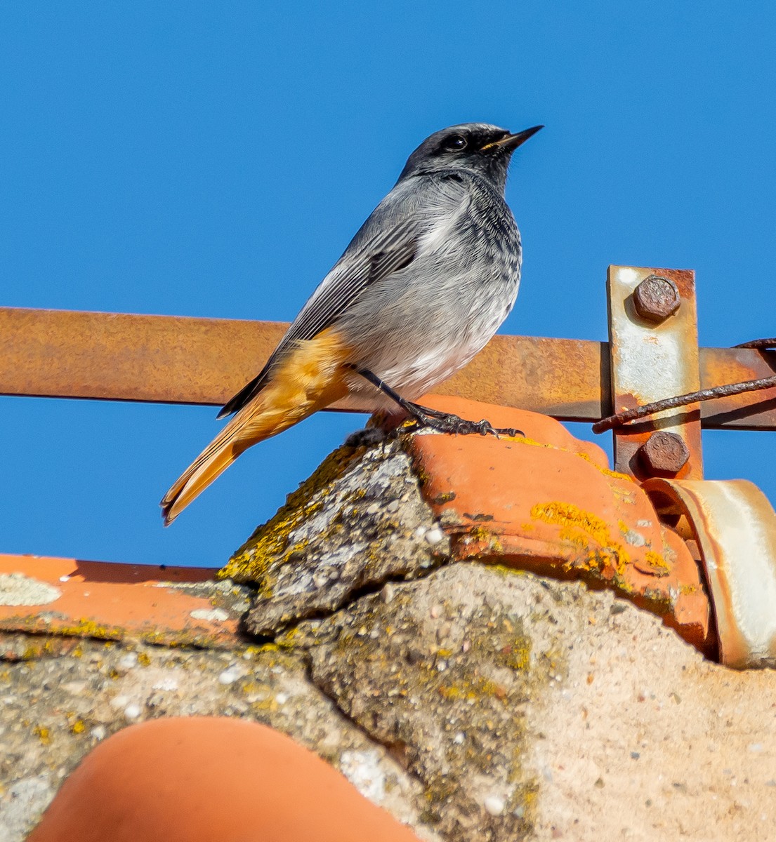 Hausrotschwanz - ML645593754