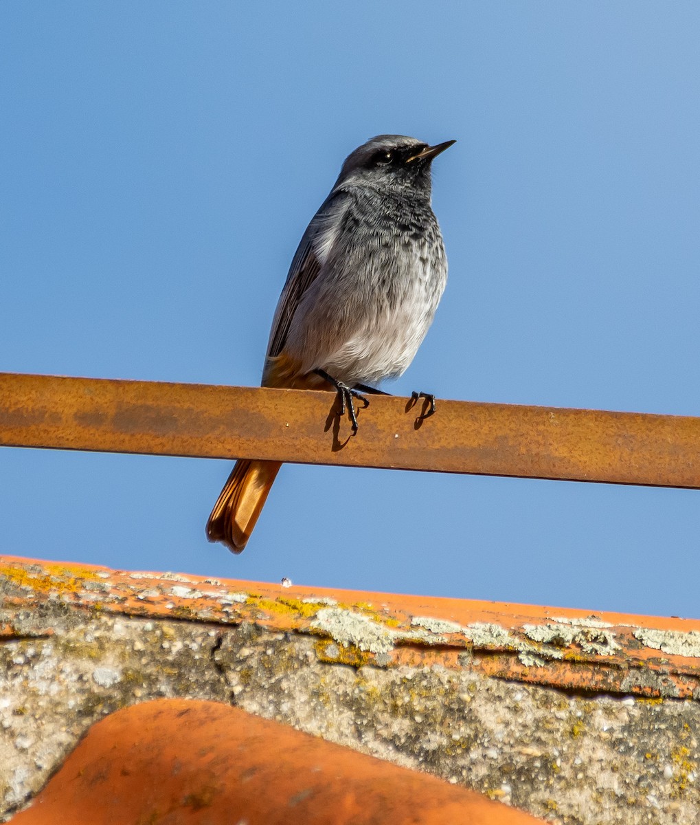 Hausrotschwanz - ML645593755