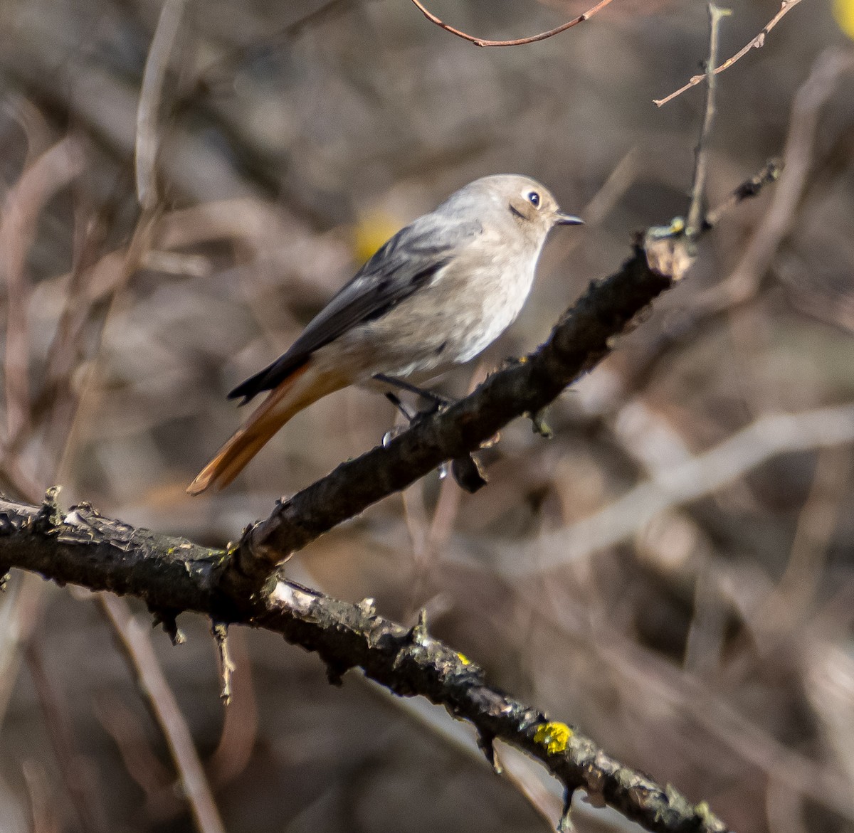 Hausrotschwanz - ML645593757