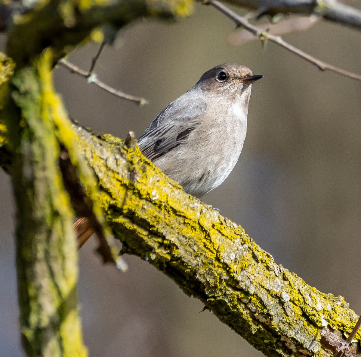 Hausrotschwanz - ML645593758