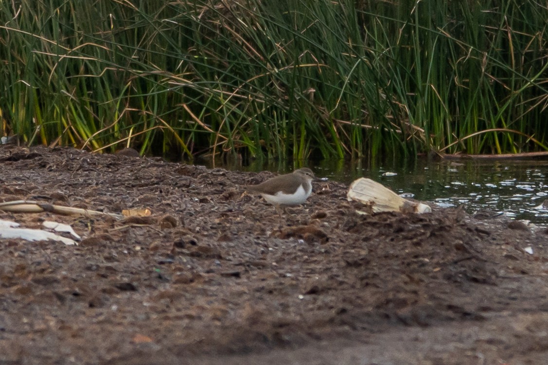 Flussuferläufer - ML645593762