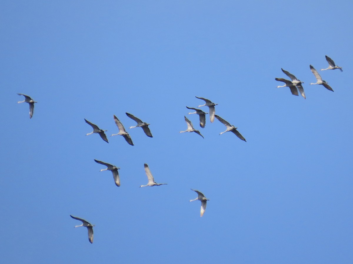 Kanadakranich - ML645593763