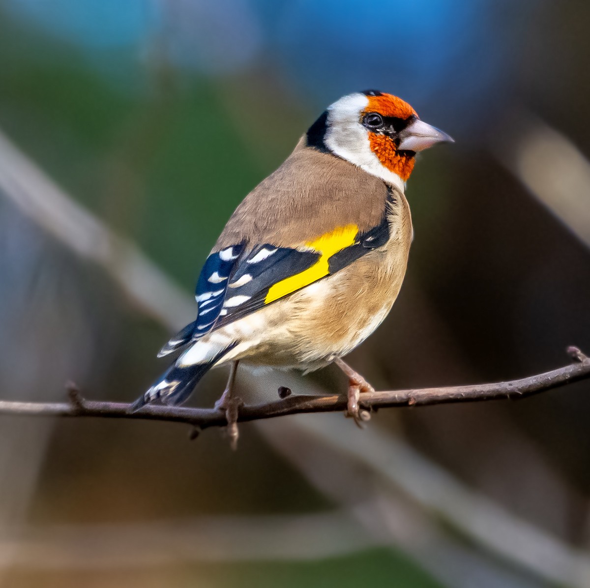 Stieglitz - ML645593767