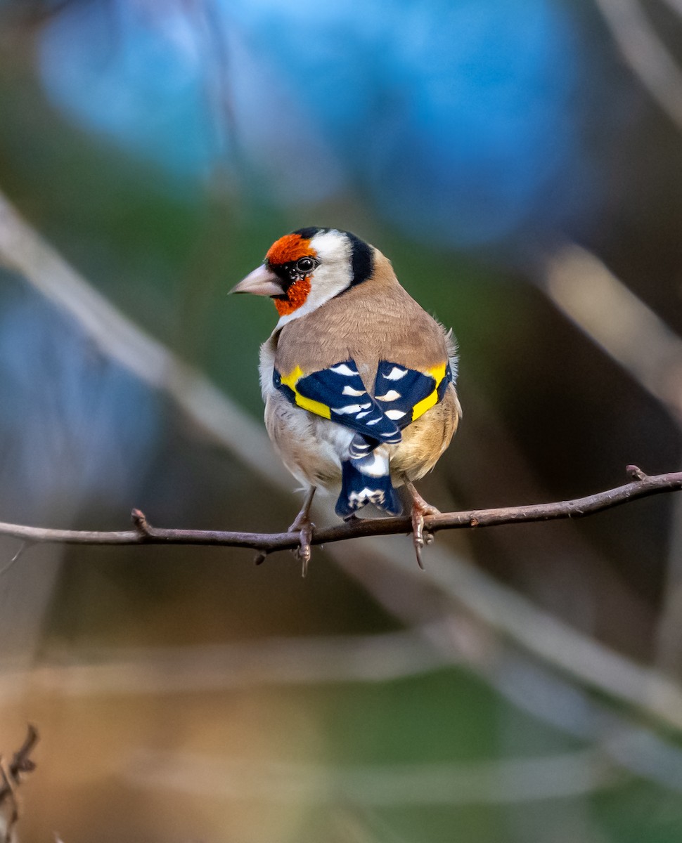 Stieglitz - ML645593768