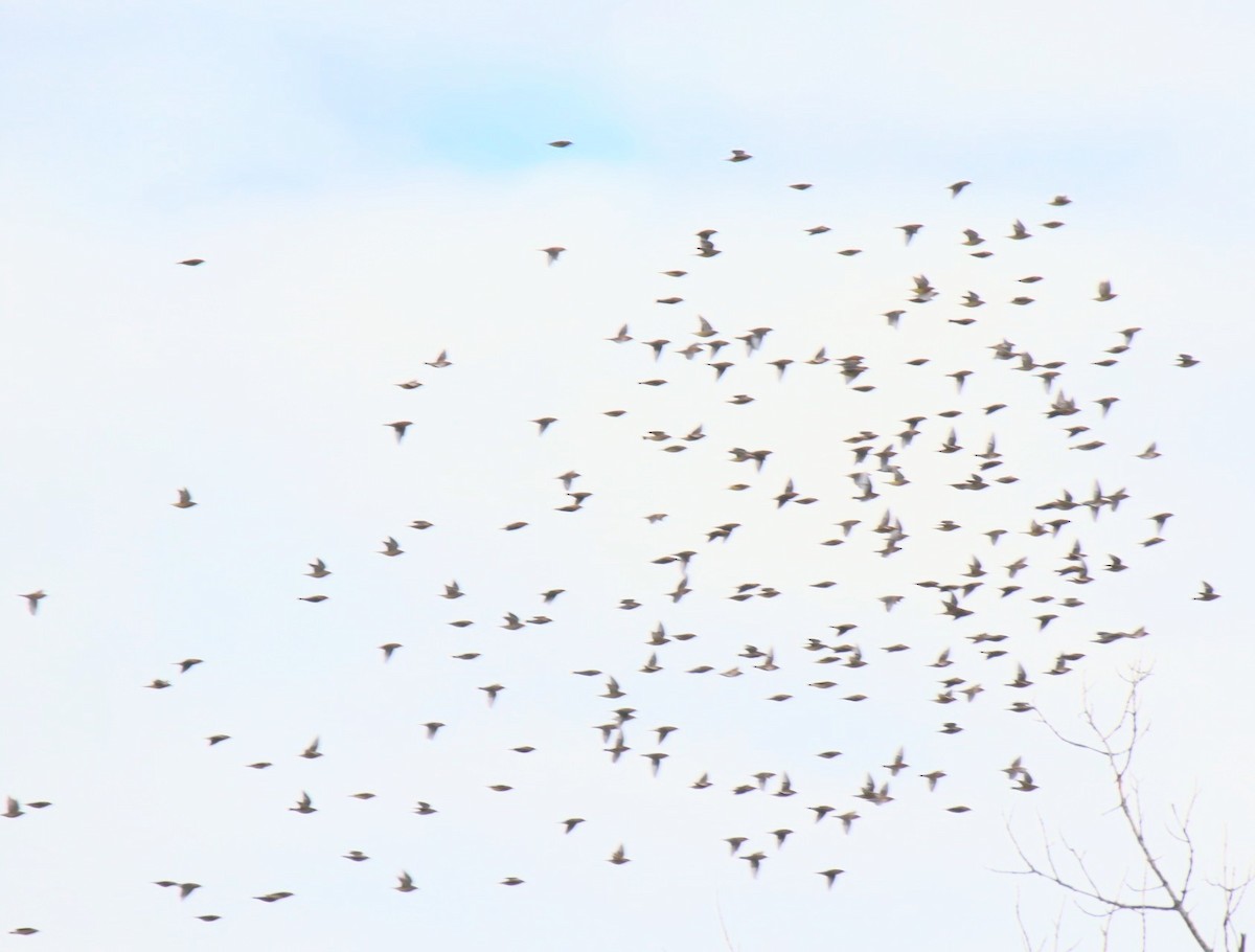 Zedernseidenschwanz - ML645593769