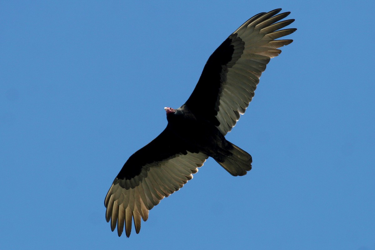 Truthahngeier - ML645593772