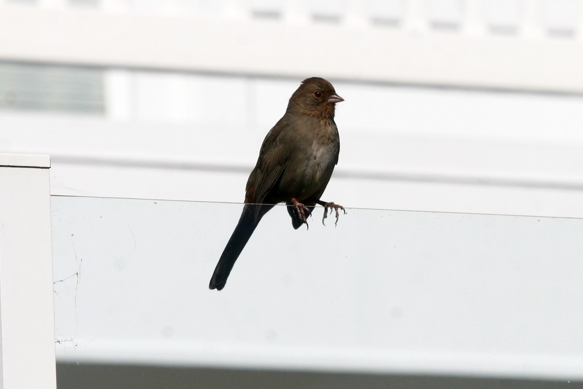 Toquí Californiano - ML645593784