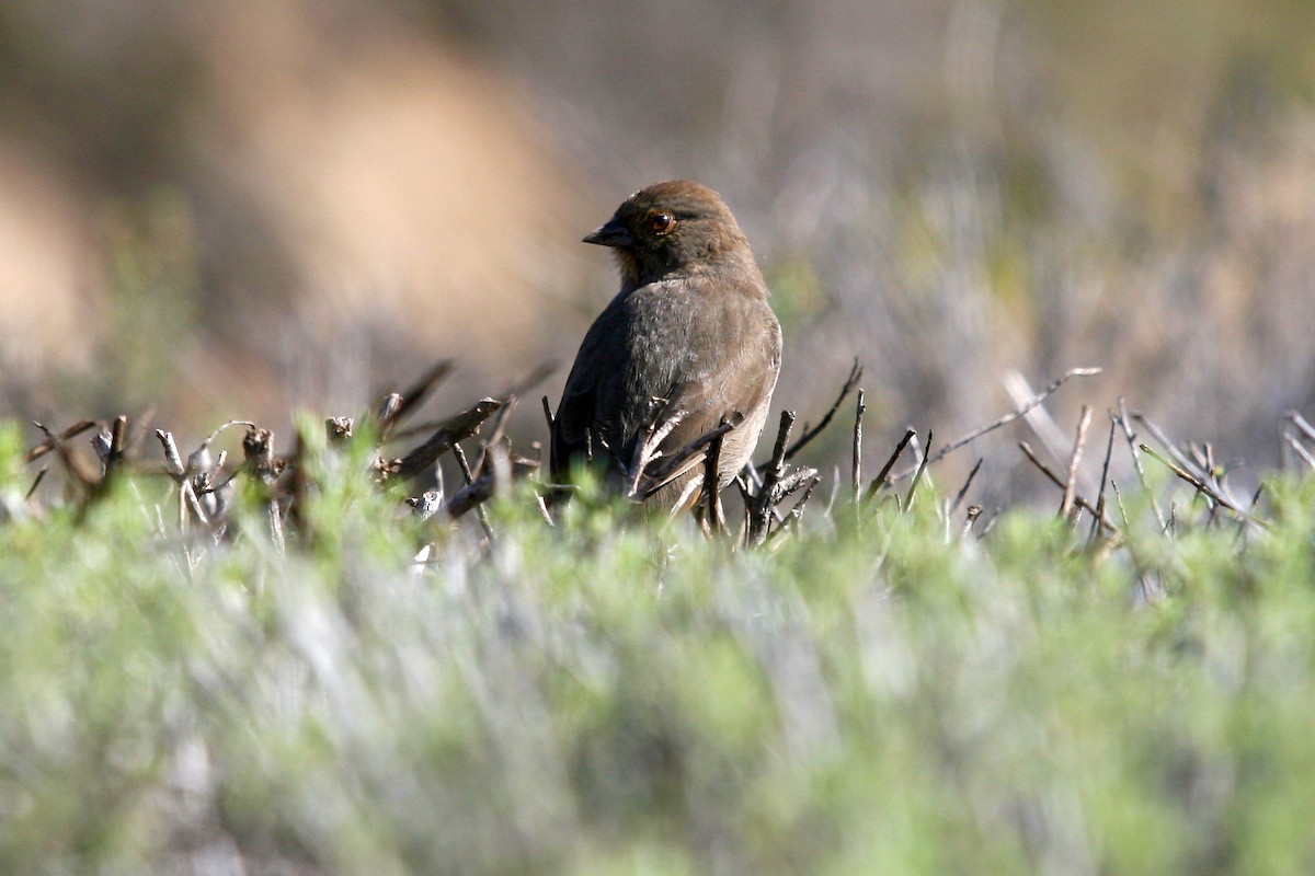 Toquí Californiano - ML645593785