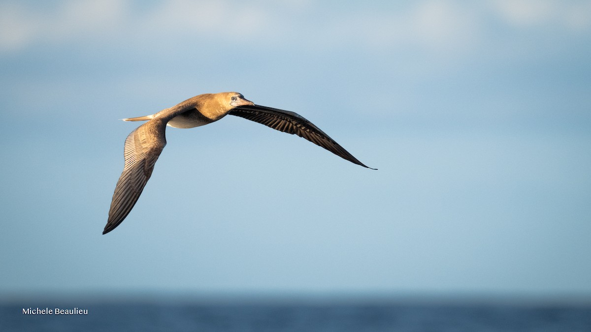 Piquero Patirrojo - ML645593786