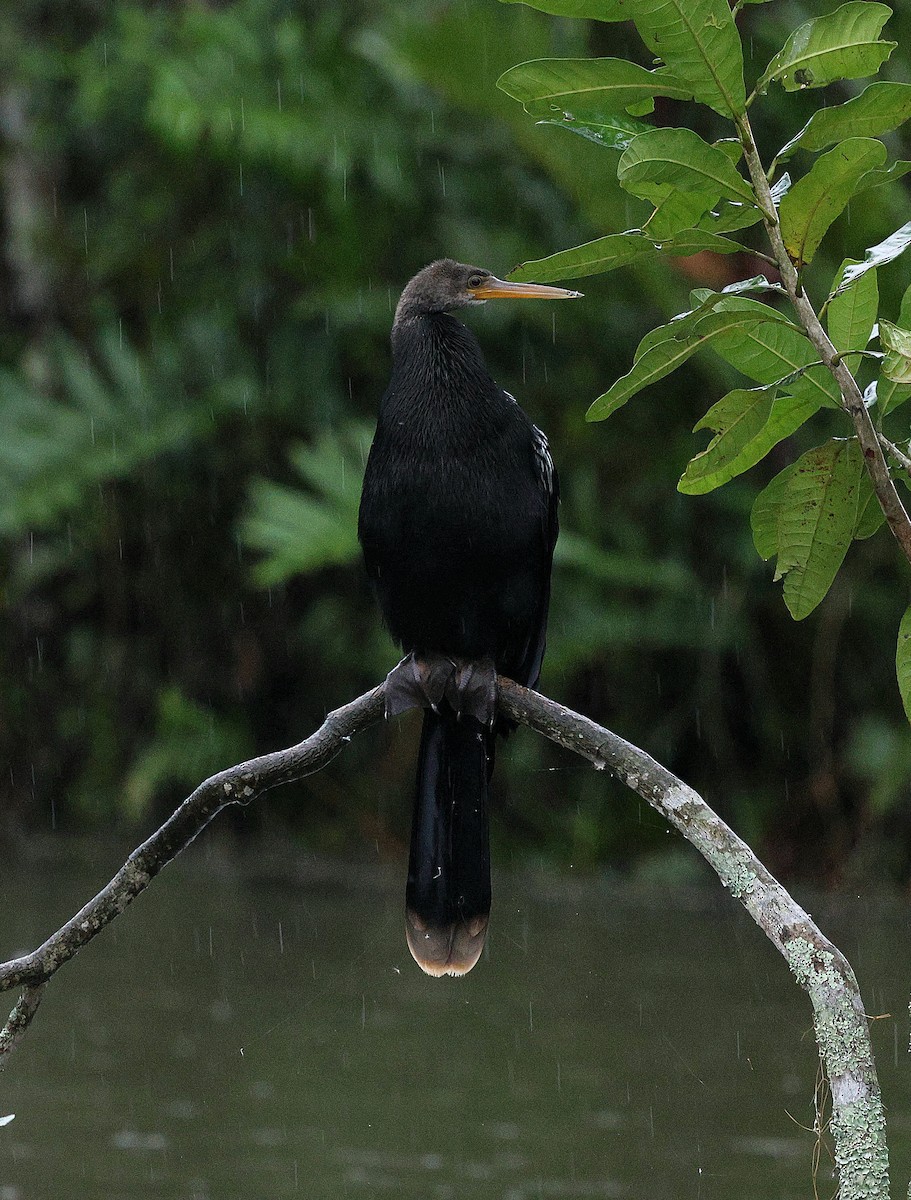 Anhinga Americana - ML645593787