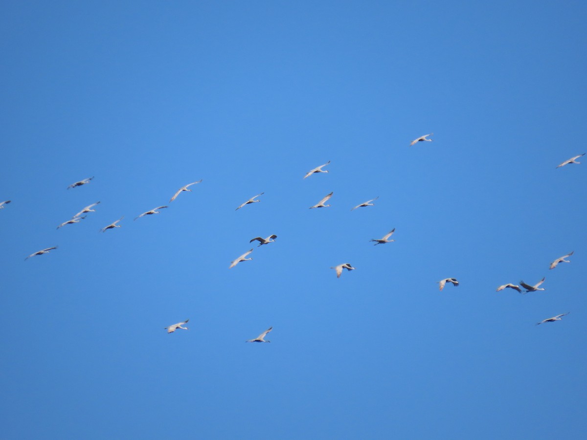 Grulla Canadiense - ML645593788