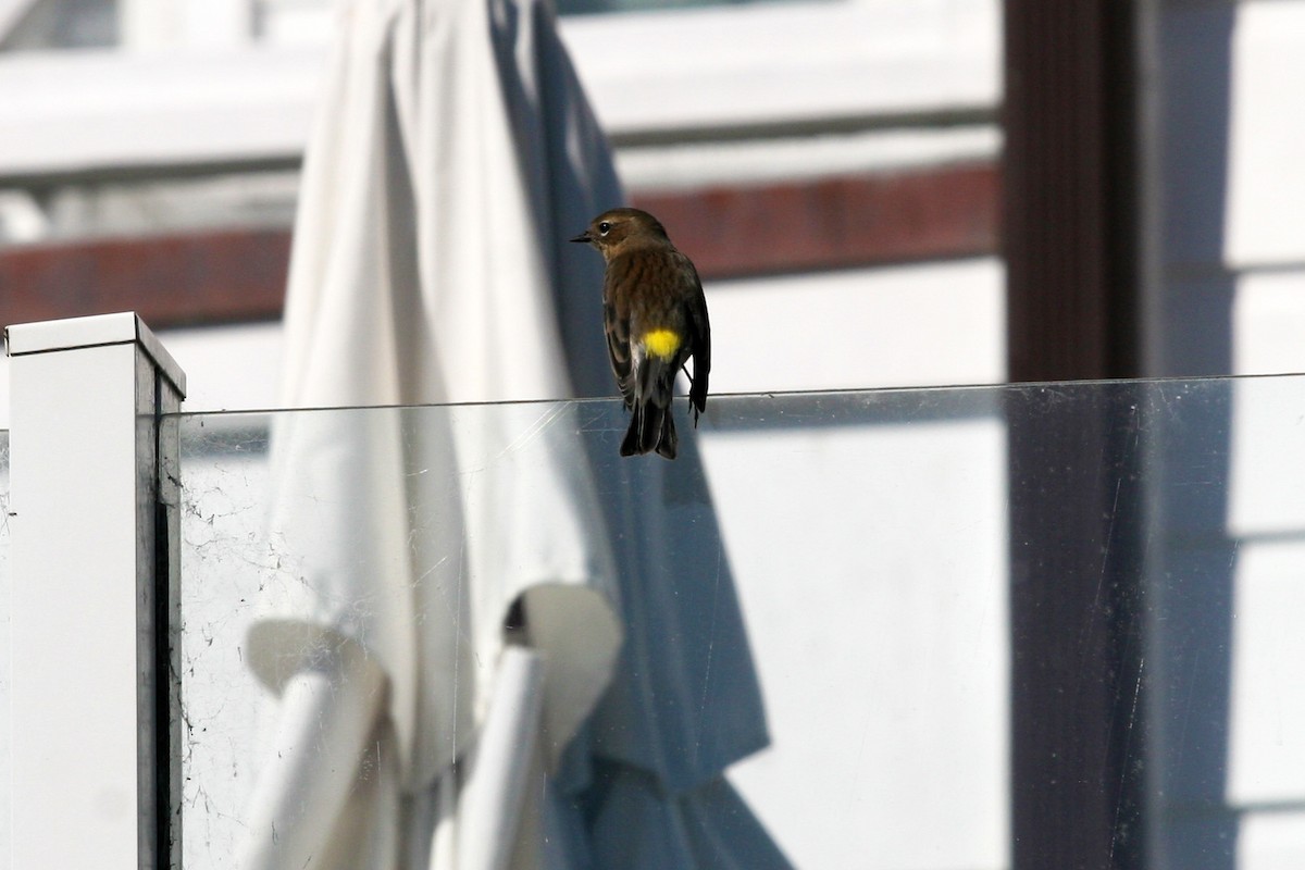 Reinita Coronada - ML645593791