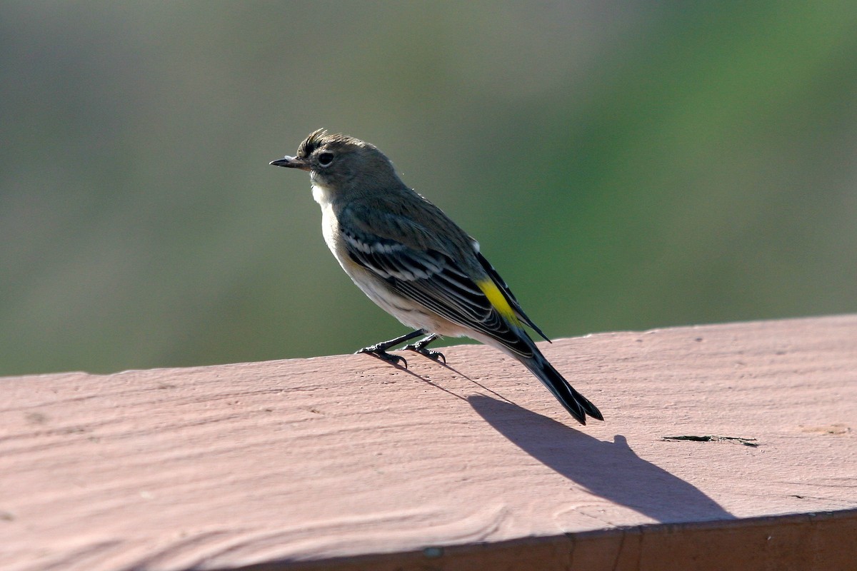 Reinita Coronada - ML645593792