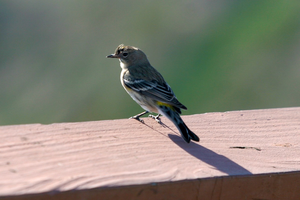 Reinita Coronada - ML645593793