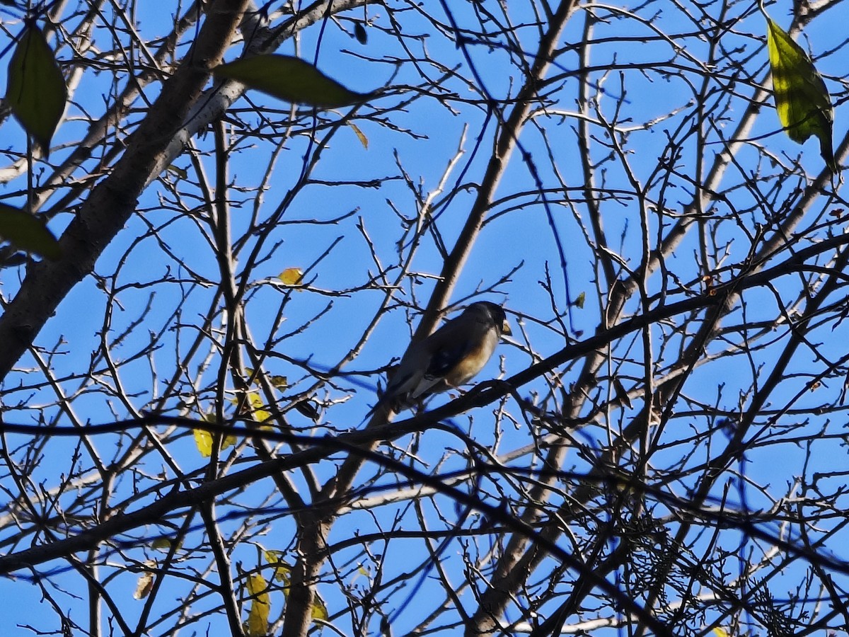 Picogordo Chino - ML645593795