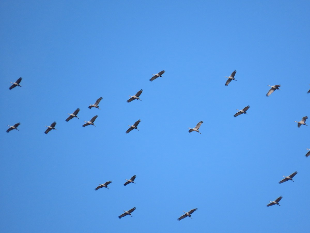 Grulla Canadiense - ML645593796