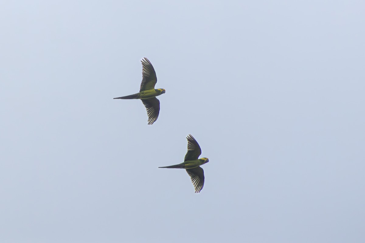 Aratinga Orejigualda - ML645593797